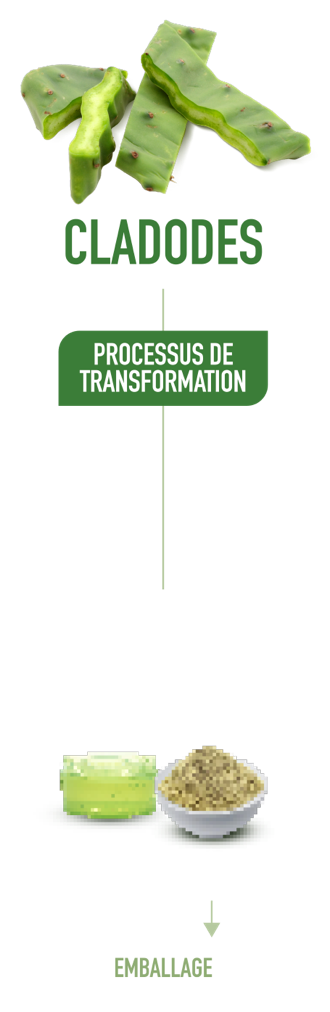 processo di lavprazione cladode Agrimat